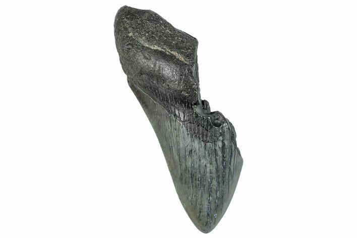 Partial Megalodon Tooth - South Carolina #272554